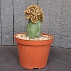 Foto 7 di 24
