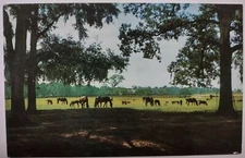 Rosemere Farm Ocala Florida Chrome Postcard Unposted FL Thoroughbred Horses