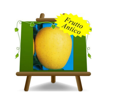 Fico Gentile - Maioli Frutti Antichi - 7