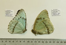 MORPHO EPISTROPHUS ARGENTINUS****pair ***N-Argentina(papered