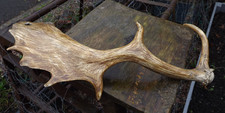 Naturally shed Fallow Deer Antler for display from Canada