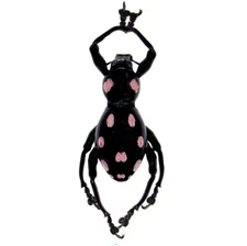 Pachyrrhynchus venustus pink black weevil beetle Philippines packaged