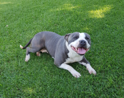 blue english staffy female