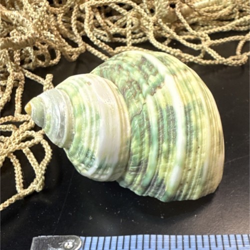 Green Turbo Shell Collectible, 2 Inch Sea Shell