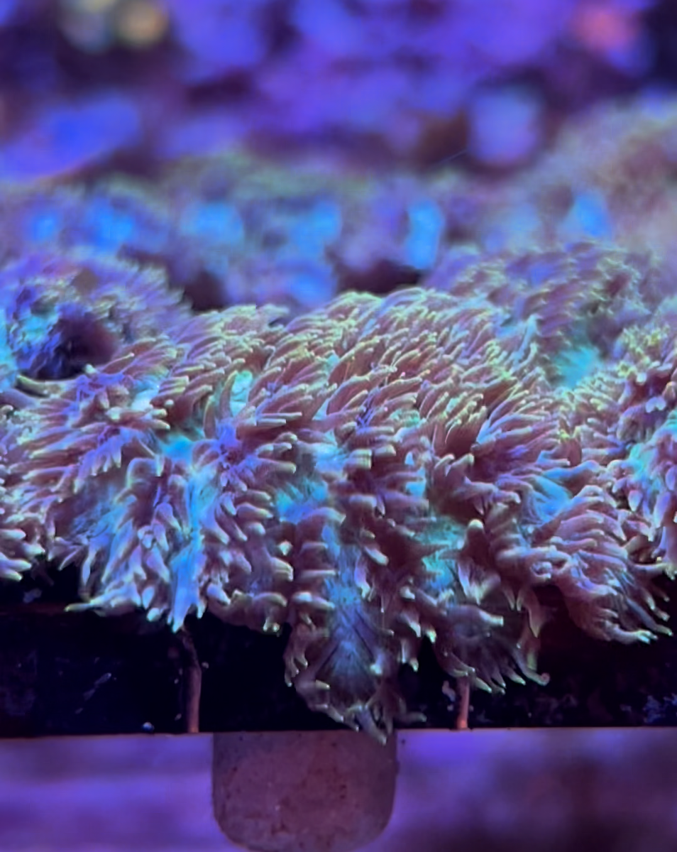 Live Saltwater Aquaculture SPS Coral. Velvet Horn Coral FRAG 1.5