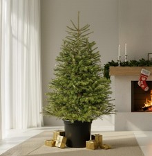 Nordmann Fir Pot Grown