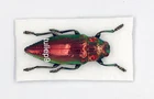 Buprestidae - Jewel Beetle -  Chrysodema radians (Red Form) - Indonesia - Rare