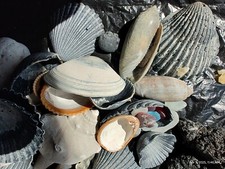 Outer Banks Ocean beach drift finds shells Surf tumbled crystal sea glass 200 gr