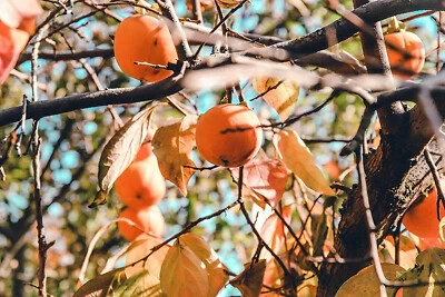 HUNDREDFOLD American Persimmon 5 Fruit Tree Seeds Diospyros virginiana US Native Sweet Fruit