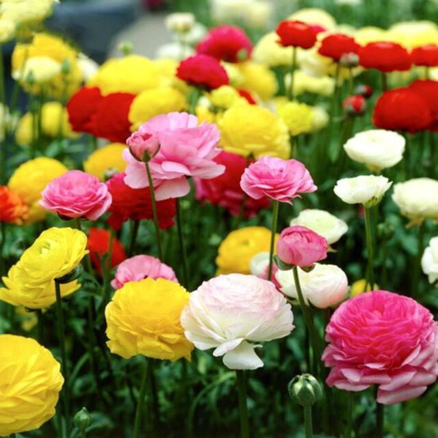 100 Seeds Ranunculus Seeds For DIY Garden Decoration Buttercup Flower Seed 100 Seeds Ranunculus Seeds For DIY Garden Decoration Buttercup Flower Seed