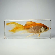 Real Goldfish in Resin, Symbol of Good Luck, Carassius auratus