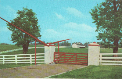 #ad Calumet Farm Lexington #KY Horses 7 Derby Winners Gate Citation Tim Tom#Postcard $5.52
