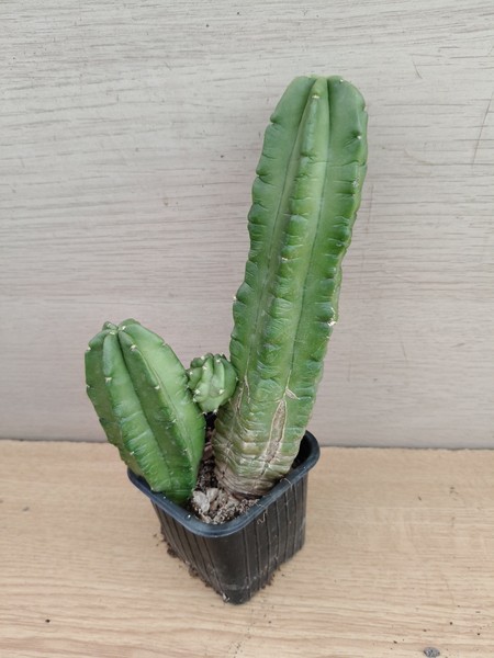 9812 ECHINOCEREUS Morricalii .  vaso de 7,0 cm  cactus, suculenta ,