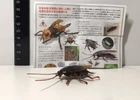 Kaiyodo Museum Q American Cockroach Insect Bug Figure