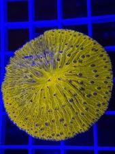 WYSIWYG Yellow Plate Coral