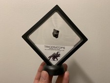 Echt Dent Sehr Sch&ouml;nes St&uuml;ck Triceratops D' Hell Creek USA 65 Mio ' Jahre #5