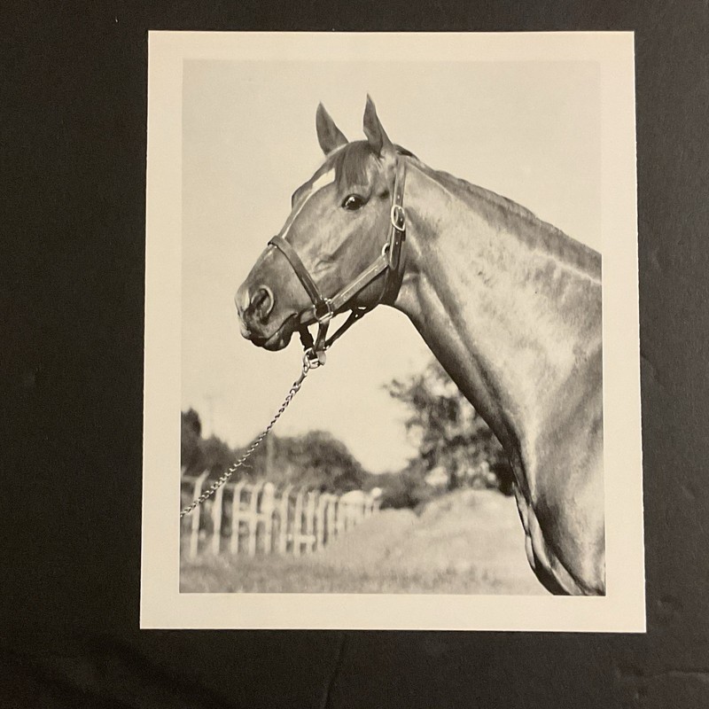 SECRETARIAT  7 X 9 photo Horse  Racing 1973 TRIPLE CROWN CHAMPION