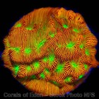 COE NON WYSIWYG Live Coral Frag ~ Jack O Lantern Leptoseris Coral LPS SPS — photo 7