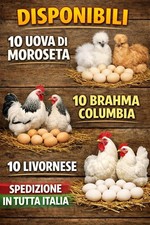 30 Uova Feconde Galline livornesi Moroseta Bhrama