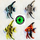 Angel fish Plushie ( NOT A LIVE FISH) Marble Koi Sunset Blue