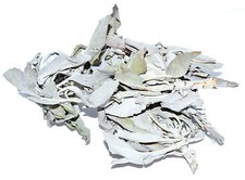 White Sage 1oz Salvia Apiana 