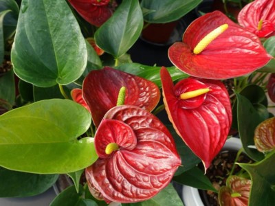 15+ Red Anthurium Flower Seed / Long Blooming Indoor Houseplant | eBay