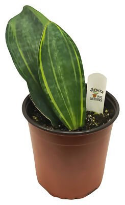 sansevieria zeylanica kaufen Sansevieria Zeylanica Snake Plant - 6 Inch Pot main image 1