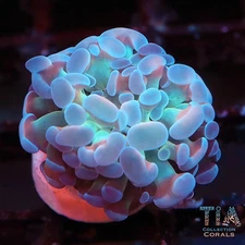 Gold and Pink Hammer - NOT WYSIWG | Live LPS Coral | Aquacultured