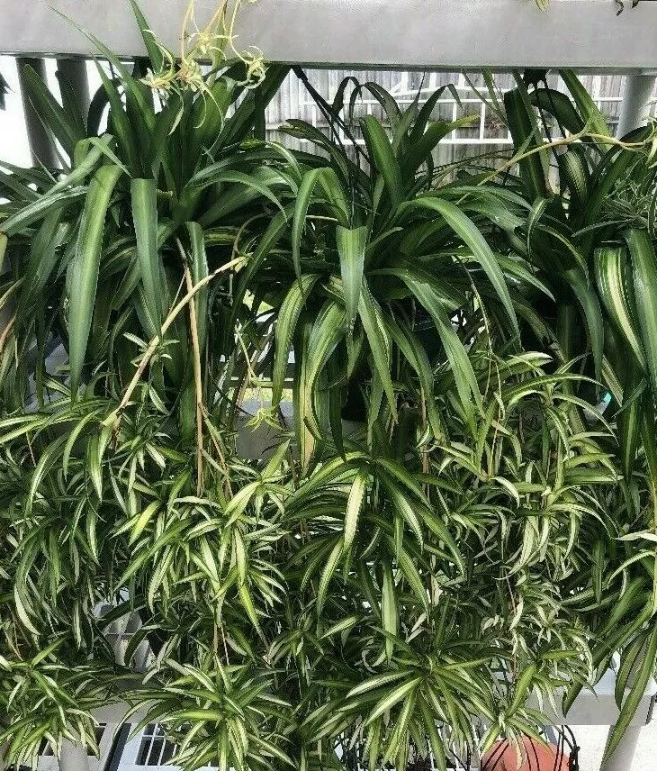 Spider Plant 'Hawaiian' - Evergreen Nursery