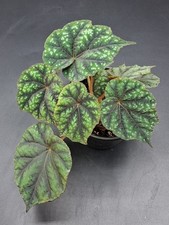 Begonia Shiwanshanensis FULLY ROOTED/ EXACT PLANT