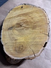 Natural OSAGE ORANGE Live Edge Wood Cookie Slice Crafting Approx 12 x2.5 5 lb