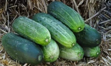 100+ Spacemaster 80 Cucumber Seeds ---------------- Heirloom - Organic - NON GMO