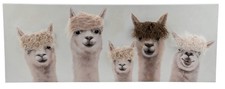 Keilrahmenbild Alpakas BHT 120x45x3.50 cm beige