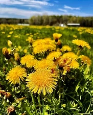 100 Dandelion Seeds / True / Wild / Yellow Flowers / Organic Perennial