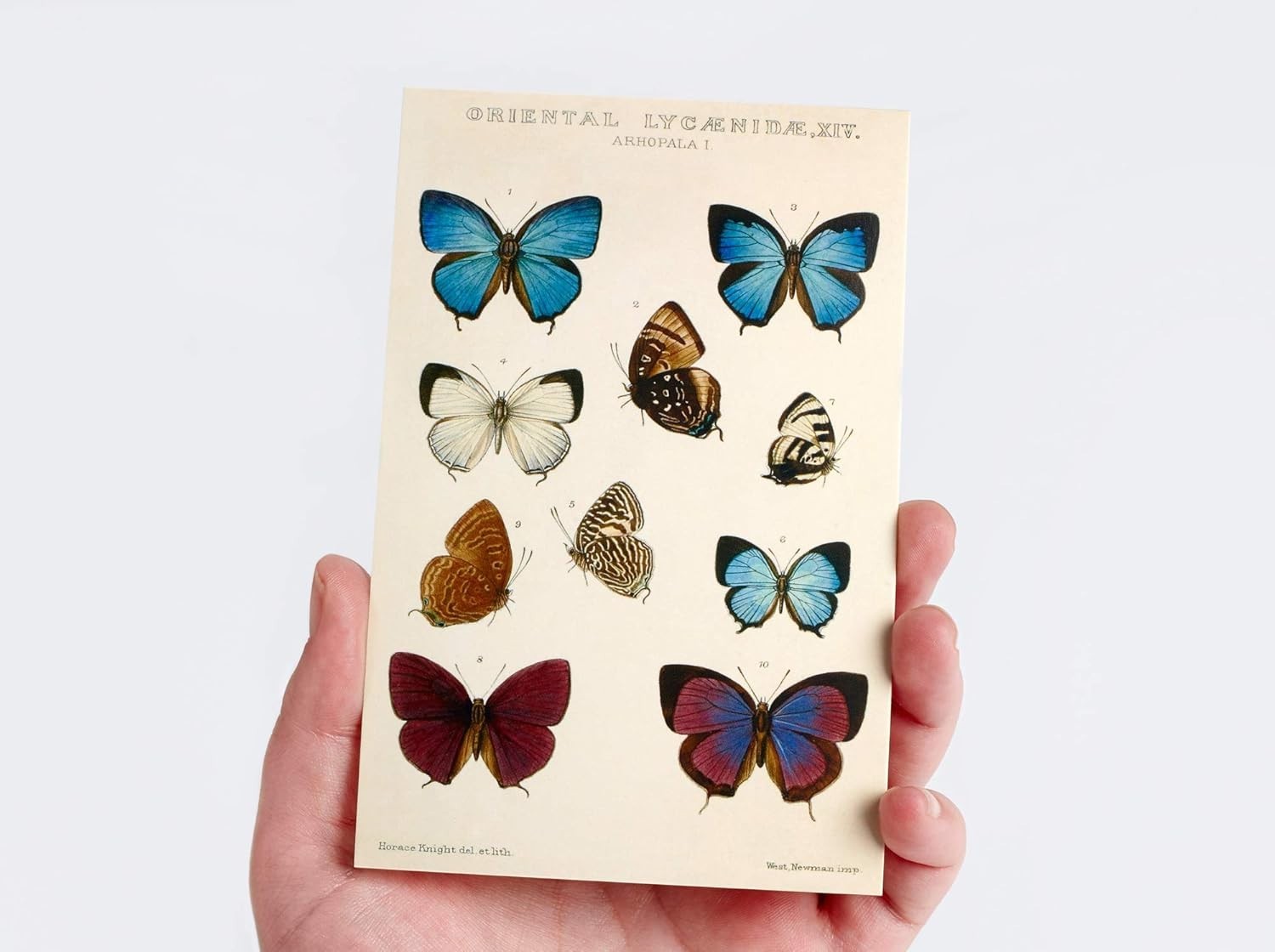 30 Unique Vintage Botanical Postcards: Semi-Gloss, High-Resolution Art Cards