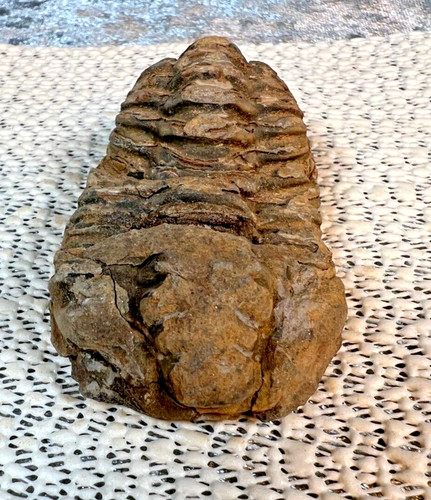 Fossilized Trilobite from Morocco.  72 grams