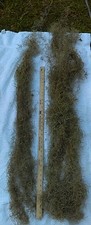1/3/5/10 Gallon Halloween Fall Decoratio Spanish Moss Live Long  Free Shipping