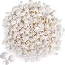 PPCLION 600 Pcs Natural Tiny Small Sea Shells White Clam Shells for DIY Craft, J