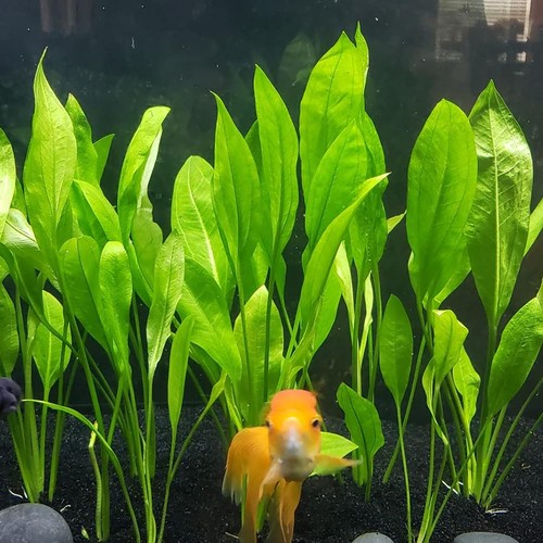3 Pack Amazon Sword Echinodorus Bleheri Live Aquarium Plants - Picture 9 of 12