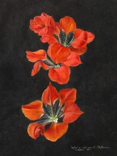 Hoffmann Red Lily Framed Wall Art Print 12X16 In