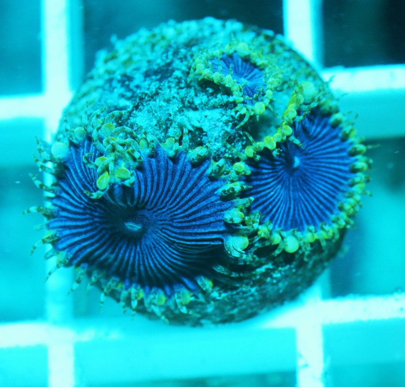 Blue Death Paly Frag Zoanthids Zoa Paly SPS LPS Corals, WYSIWYG