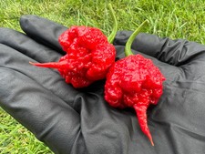 Dragon's Breath Mega Hot Pepper Seeds Organic Non-GMO Peppers