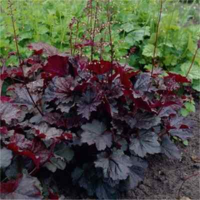 Spectacular Flowering Plants, Heuchera Purple Palace Starter Plant