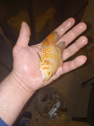 OSCAR Albino Tiger Oscar Regular - ASTRONOTUS OCELLATUS  - Live Fish (5")
