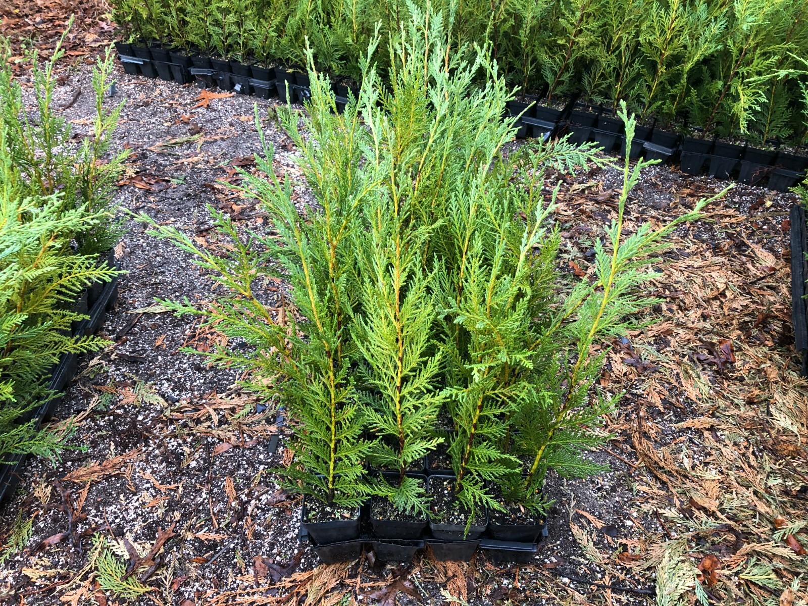 Leyland Cypress 12"-18" inch (Box of 25 in pots) Shipping Included