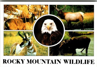 Rocky Mountain Wildlife Postcard Bald Eagle Elk Moose Deer Antelope