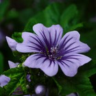 MALVE SYLVESTRIS ZEBRINA 100 Samen winterharte Staude Bienenpflanze Blume