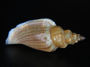 STROMBUS ESCULENTUM: X-LARGE DARK ORANGE @ 52.52MM-RENAMED IN 2020!