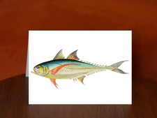 Rottlerian Mackrel from The Naturalist's Miscellany - A5 Card