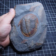 90 mm Trilobite Asaphellus tataensis Ordovician fosilies fossils Trilobiten dino